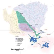 Image result for Mesanthemum glabrum