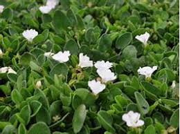 Image result for Falkia