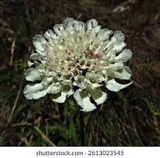 Image result for Senecio maranguensis