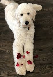 The pomeranian (also known as a pom or pom pom) is closely related to the german spitz. English Teddy Bear Goldendoodles
