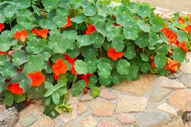 Image result for Tropaeolum majus