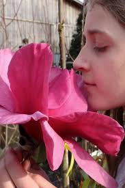 Buy The Best Cold Hardy Magnolia Trees That Will Grow In USDA Zone 6 For  Sale Online From Wilson Bros Gardens, Page 2