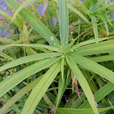 Image result for Cyperus deciduus