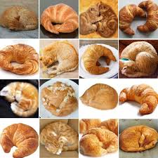 A Couple Of Cool Cats Doing Their Best Croissant Impressions Food Memes Croissant Cat Cafe