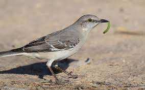 We did not find results for: Northern Mockingbird Audubon Field Guide