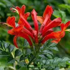 Branches can be pruned and shaped to form a lush accent shrub or hedge. Tecomaria Capensis Cape Honeysuckle The Plantbox