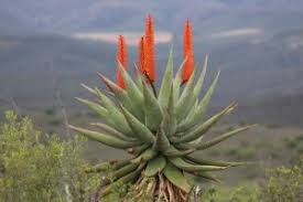 Im winter müssen sie die pflanze ins haus holen, denn kälte und frost toleriert sie nicht. Aloe Vera Richtig Pflegen Das Heilsame Gel Ernten