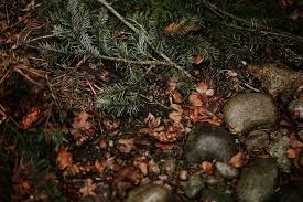 Handcrafted wide plank flooring customized to your specifications. Forest Floor Rocks 1080p 2k 4k 5k Hd Wallpapers Free Download Wallpaper Flare