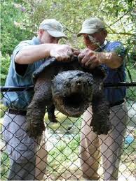 Check spelling or type a new query. Multible Catch Live Snapping Turtle Trap For Pond Water Garden Predator Control Tjb Inc Online Store