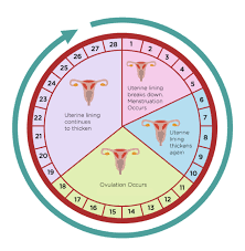 Your Period What S Regular What S Irregular Easy Home Fertility