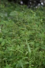 Image result for Urochloa deflexa