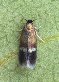 Image result for Stigmella prunetorum