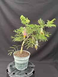 Image result for Dichrostachys