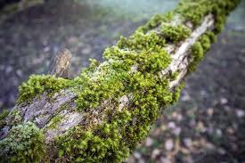 Über 7 millionen englischsprachige bücher. How To Get Rid Of Moss On Trees 6 Simple Steps For Killing Moss Pepper S Home Garden