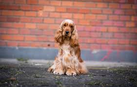 Image result for anglický kokršpaněl