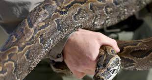 Insane Snake Attacks Warning Graphic Images Cbs News