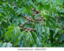 Image result for Sapindus saponaria