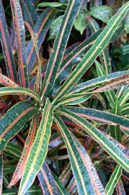 Image result for Aneulophus congoensis