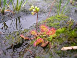 Image result for Drosera burkeana