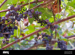 Image result for peronospora grapevine