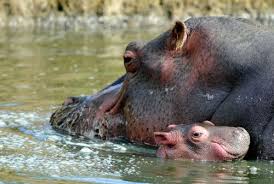 Animal News Baby Hippo Zoo Pictures Hippo Swimming