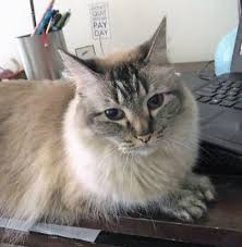 If you haven't found the perfect kitten for sale or adoption you may follow the breed to be notified of new kittens that were las vegas, nv, us. Purebred Female Balinese Cat For Adoption In Henderson Nevada Adopt Marzipan Today