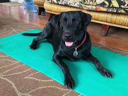 Maybe you would like to learn more about one of these? Pandemic Pups Adopting A Dog Amid Covid 19 In Castro Valley Castro Valley Ca Patch