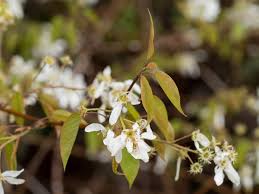 Image result for Amelanchier laevis