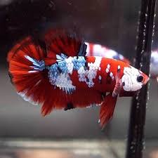 Live Betta Fish Fancy Super Red Koi Galaxy Halfmoon Plakat Hmpk Male 151 Betta Betta Fish Live Fish For Sale