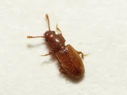 The foreign grain beetle is approximately 2 mm (1⁄12 in) in length. Foreign Grain Beetle Wikipedia