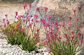Image result for Anigozanthos