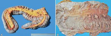 Image result for Rhodococcus equi