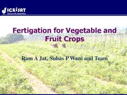 Pdf Fertigation In Vegetable And Fruit Crops Ram A Jat
