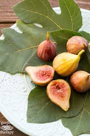 Mature fig trees can be 15 to 30 feet tall. A Guide For Growing Figs In The Home Garden And It S So Worth It Garden Therapy