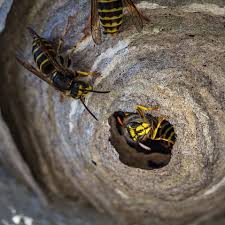 Celtic house heritage gate, friary street, derby, derbyshire, de1 1qx. Derby Pest Control Service 01332 553176