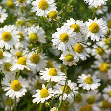 Check spelling or type a new query. Gonative Co Nz Chamomile Floral Water