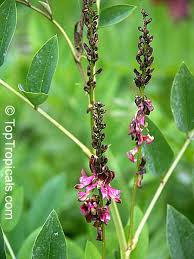 Image result for Indigofera dendroides