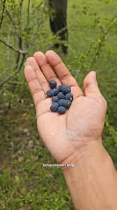 Image result for Scutia