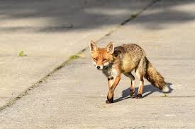 So, why do cats eat the green stuff? What Do Foxes Eat Wild Urban Fox Diet Info Habits Pet Keen