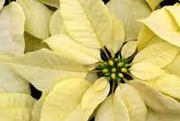 Image result for Euphorbia pulcherrima