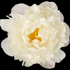 Image result for Gardenia