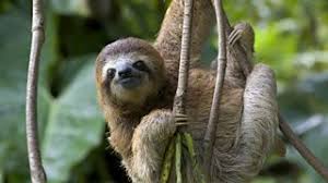 They are very solitary,elusive,skillful predators that usually hunt at night. Plant And Animal Adaptations Tropical Rainforests Aqa Gcse Geography Revision Aqa Bbc Bitesize