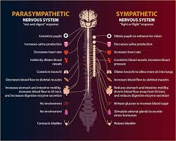 The Autonomic Nervous System Lamasa Jasonkellyphoto Co