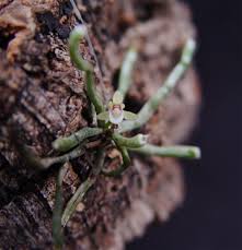 Image result for Taeniophyllum