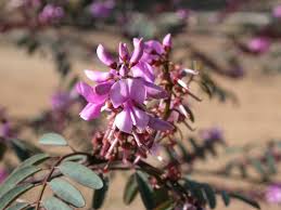 Image result for Indigofera roseo-caerulea