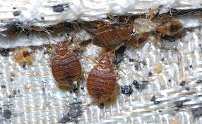If you set these traps near your bed and other furniture items, some bed bugs may crawl into the traps and. Do Your Best With Second Best Bed Bug Control Pest Management Professional