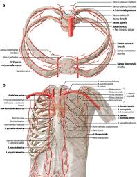 Understanding chest wall anatomy is paramount to any surgical procedure regarding the. Surgical Anatomy Of The Chest Wall Springerlink