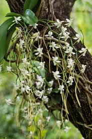 Image result for Angraecum chamaeanthus