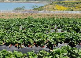 We did not find results for: Carlsbad Strawberry Company U Pick Farm Family Fun