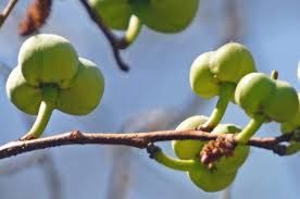 Image result for Spirostachys africana